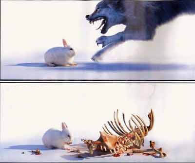 Il a pas peur le lapin...