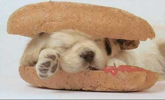 Hot dog...