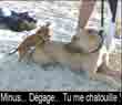 Petit chien chatouilleur